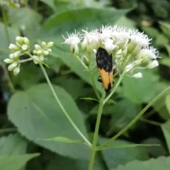 Black-and-yellow Lichen Moth thumbnail 4