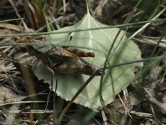 Huron Short-winged Locust thumbnail 3
