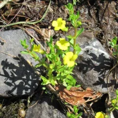 golden hedge-hyssop thumbnail 1