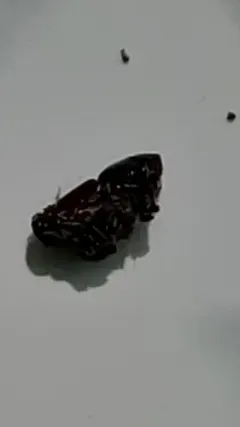 Fir Engraver Beetle thumbnail 2