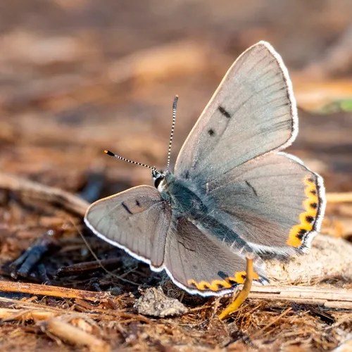 Gray Copper
