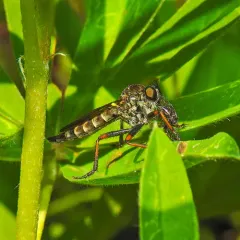 Nevadasilus auriannulatus thumbnail 3