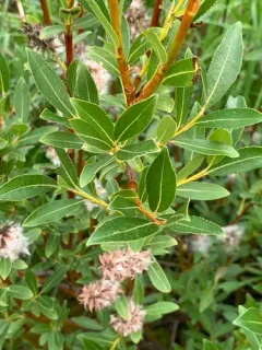 McCalla's Willow thumbnail 3