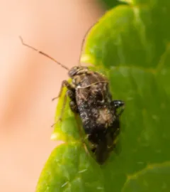 Henrylygus ultranubilus thumbnail 2
