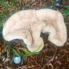 Berkeley's Polypore thumbnail 4