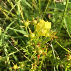 narrow-leaved loosestrife thumbnail 2