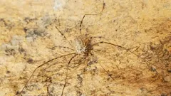 Liopilio glaber thumbnail 2