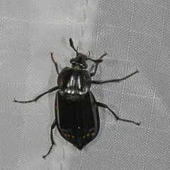 Red-lined Carrion Beetle thumbnail 3