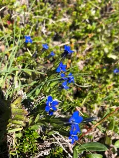 Alpine gentian thumbnail 3