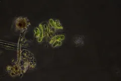 Dimorphococcus lunatus thumbnail 3