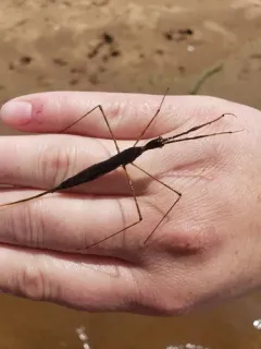 Ranatra nigra thumbnail 4