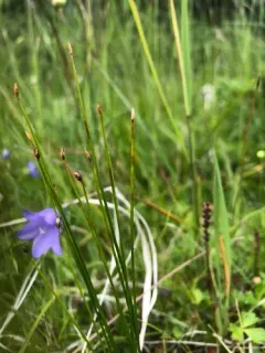 little bulrush thumbnail 3