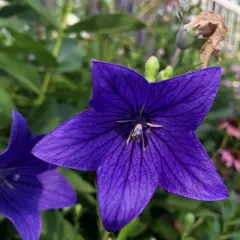 balloon flower thumbnail 2
