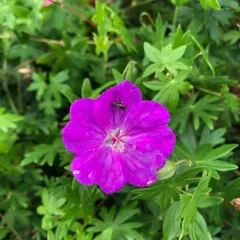 Bloody Crane's-bill thumbnail 4
