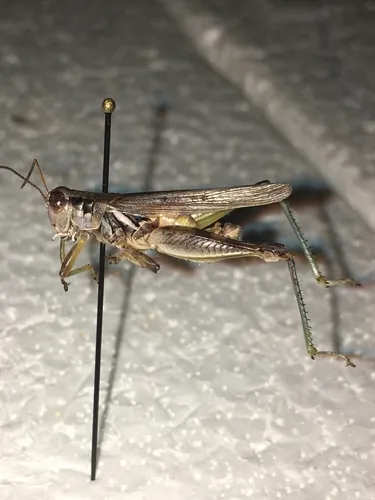 Narrow-winged Spur-throat Grasshopper