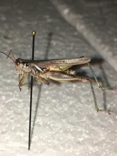 Narrow-winged Spur-throat Grasshopper thumbnail 1