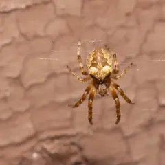 Ornamental Orbweaver thumbnail 4