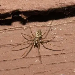 Northern Long-toothed Sheetweaver thumbnail 3