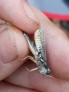 Alpine Spur-throat Grasshopper thumbnail 2