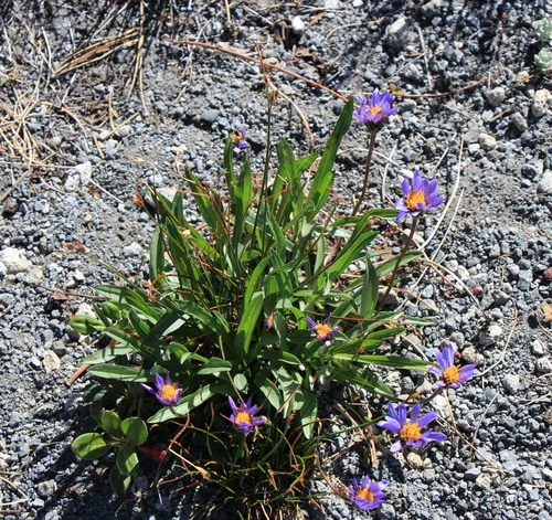 Tundra Aster
