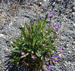 Tundra Aster thumbnail 1