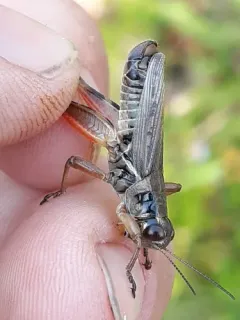 Melanoplus uinta thumbnail 2
