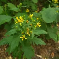 Cut-Leaved Ragwort thumbnail 4
