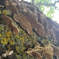 Mossy Maze Polypore thumbnail 3