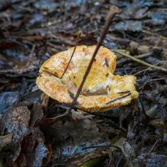 Lactarius thyinos thumbnail 3