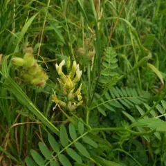 Chickpea Milkvetch thumbnail 3