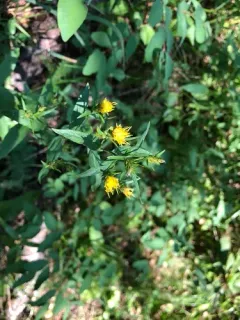 Brewer's aster thumbnail 3