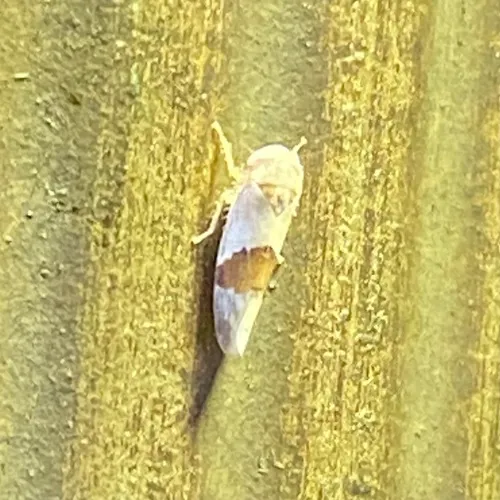 Norvellina seminuda