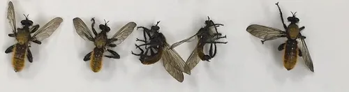 Silky Laphria