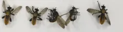 Silky Laphria thumbnail 1