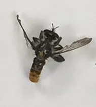 Southern Arrowhead Laphria