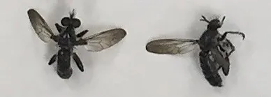 Common Black Laphria