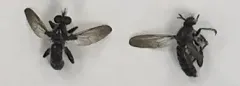 Common Black Laphria thumbnail 1