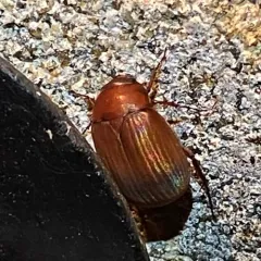 Asiatic Garden Beetle thumbnail 2