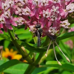 Smoky-winged Beetle Bandit Wasp thumbnail 2