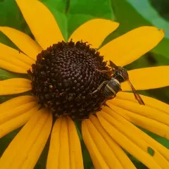Two-banded Cellophane-cuckoo Bee thumbnail 2