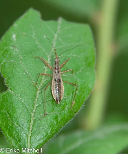 Nabis americolimbatus