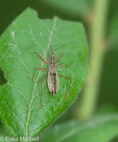 Nabis americolimbatus thumbnail 1