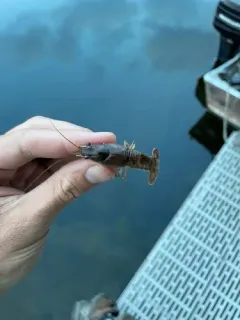 Allegheny Crayfish thumbnail 2