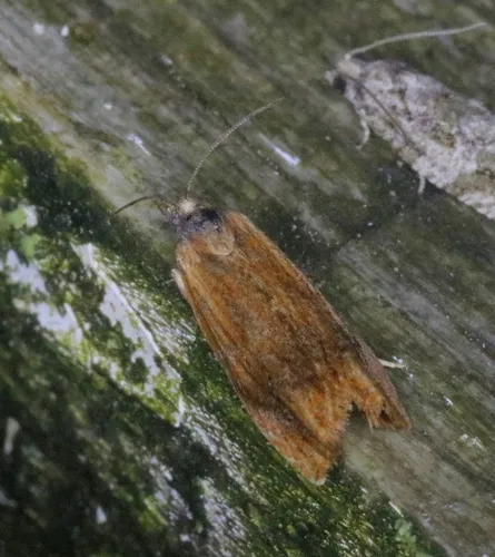 Beautiful Eucosma Moth