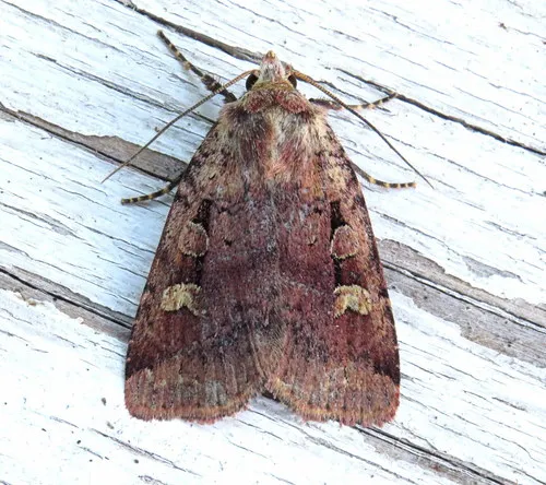 Red Dart