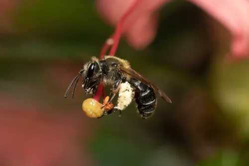 Azalea Mining Bee