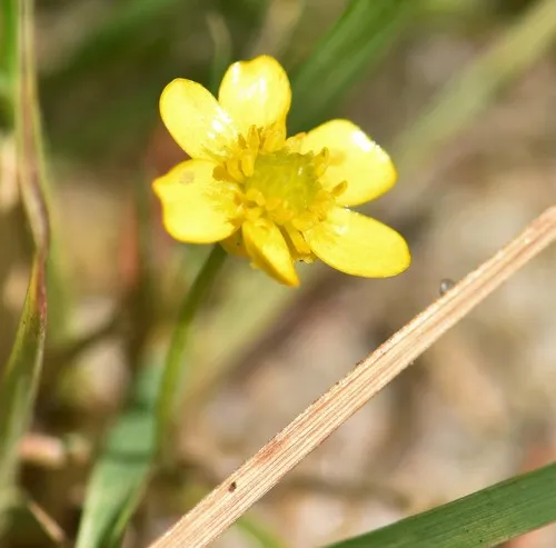 Lesser Spearwort