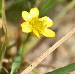 Lesser Spearwort thumbnail 1