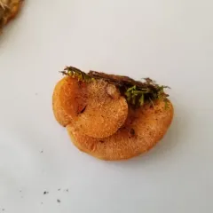 Stinking Orange Oyster thumbnail 4