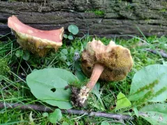 Xerocomellus truncatus thumbnail 1